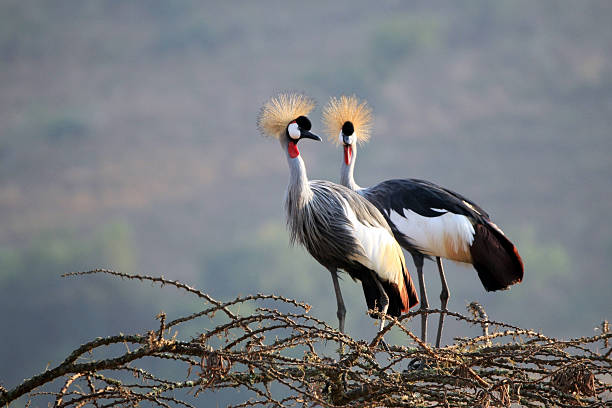 Birdwatching in Uganda