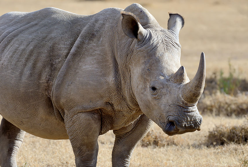 6-Day Highlights of Uganda Safari
