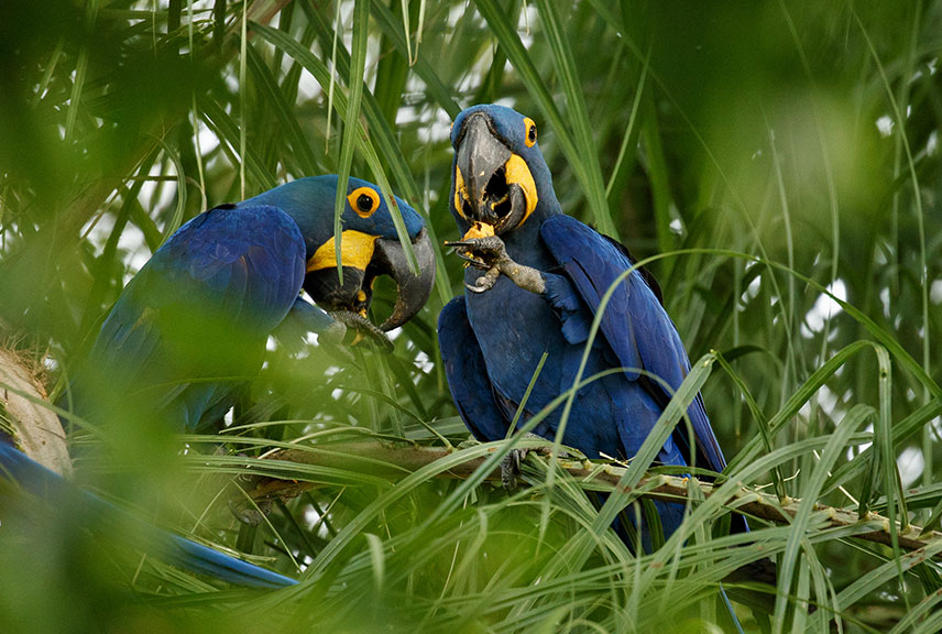 7-Day Kibale Forest National Park