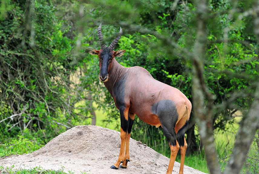 12-Day Classic Uganda Safari