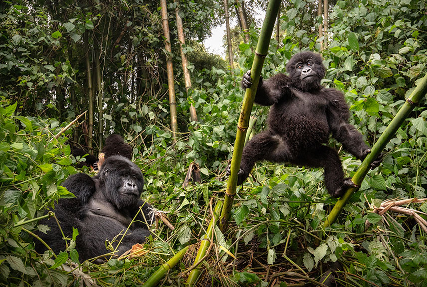 Golden monkey tracking Uganda
