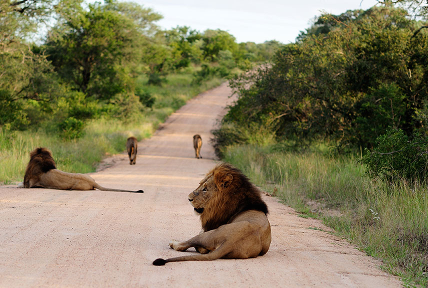 Uganda game drive safari