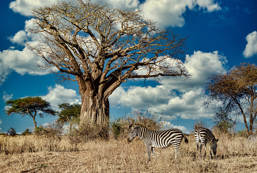 Walking safari in Uganda savannah country