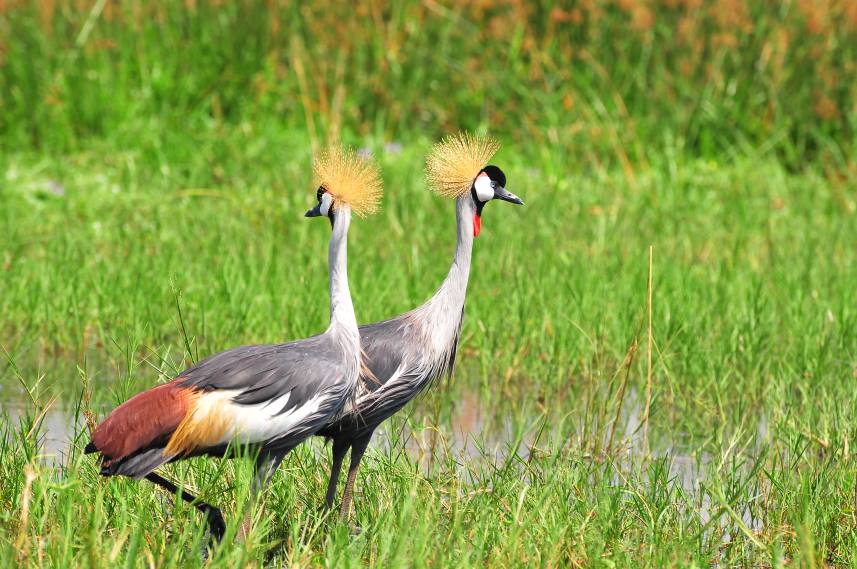 Ajai Wildlife Reserve