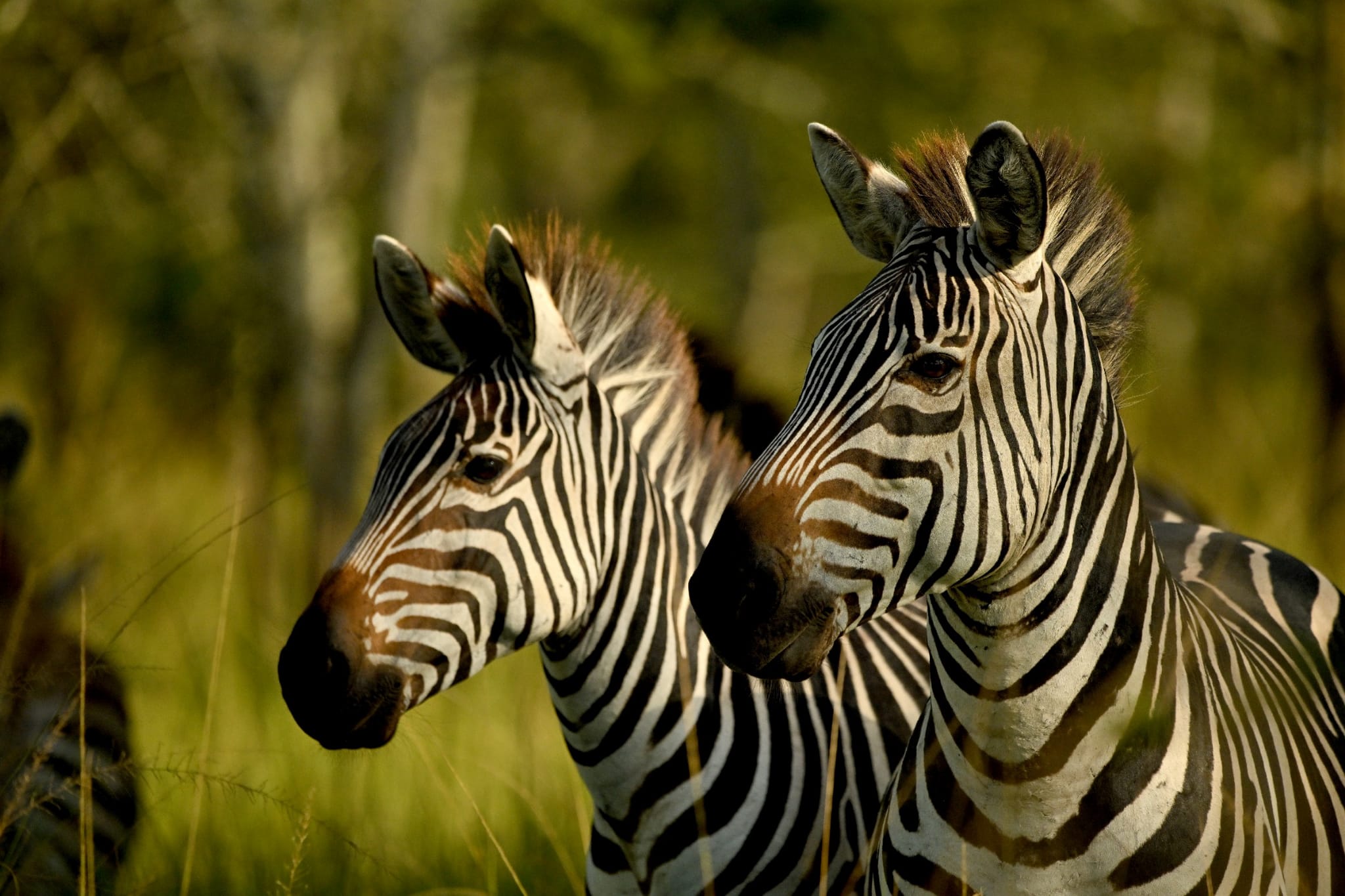 Uganda wetland birding route