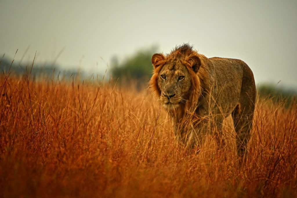 Complete Guide to Uganda Game Parks: Wildlife, Locations, Maps, and Why Each Park Is Unique