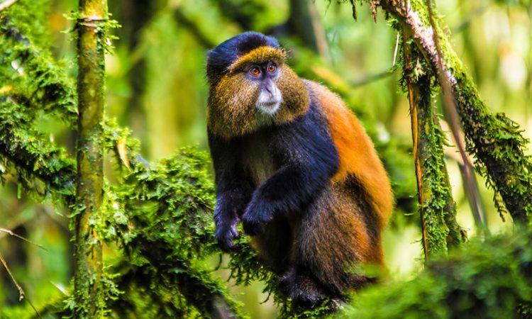 Mgahinga Gorilla National Park