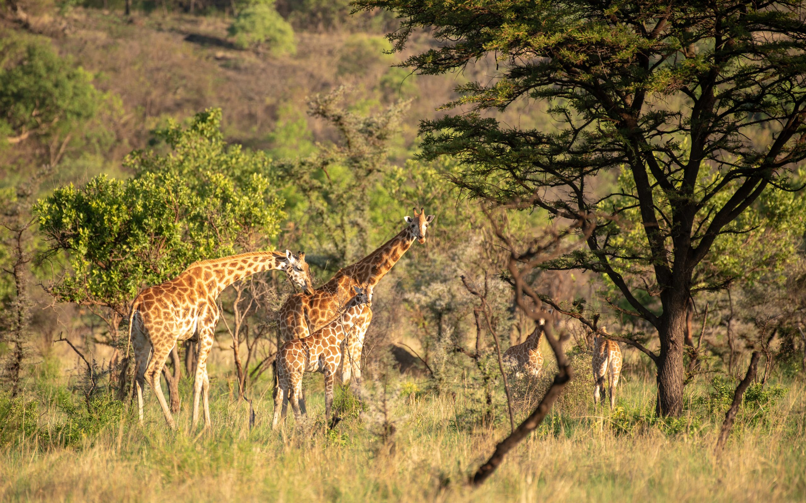Pian Upe Wildlife Reserve