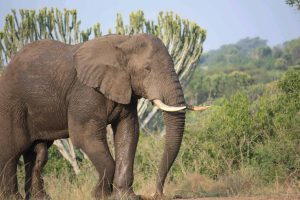 Queen Elizabeth National Park