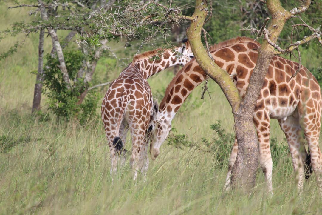 Uganda safari photography route