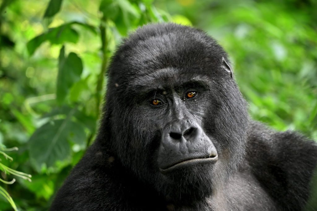 Responsible Travel and Conservation on a Uganda Safari