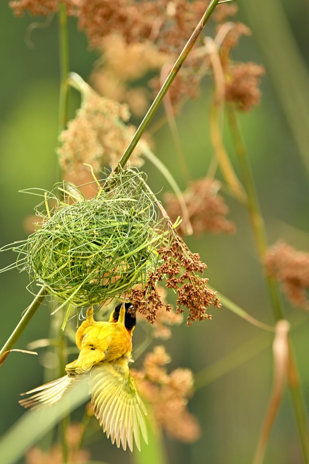 Photography Safaris