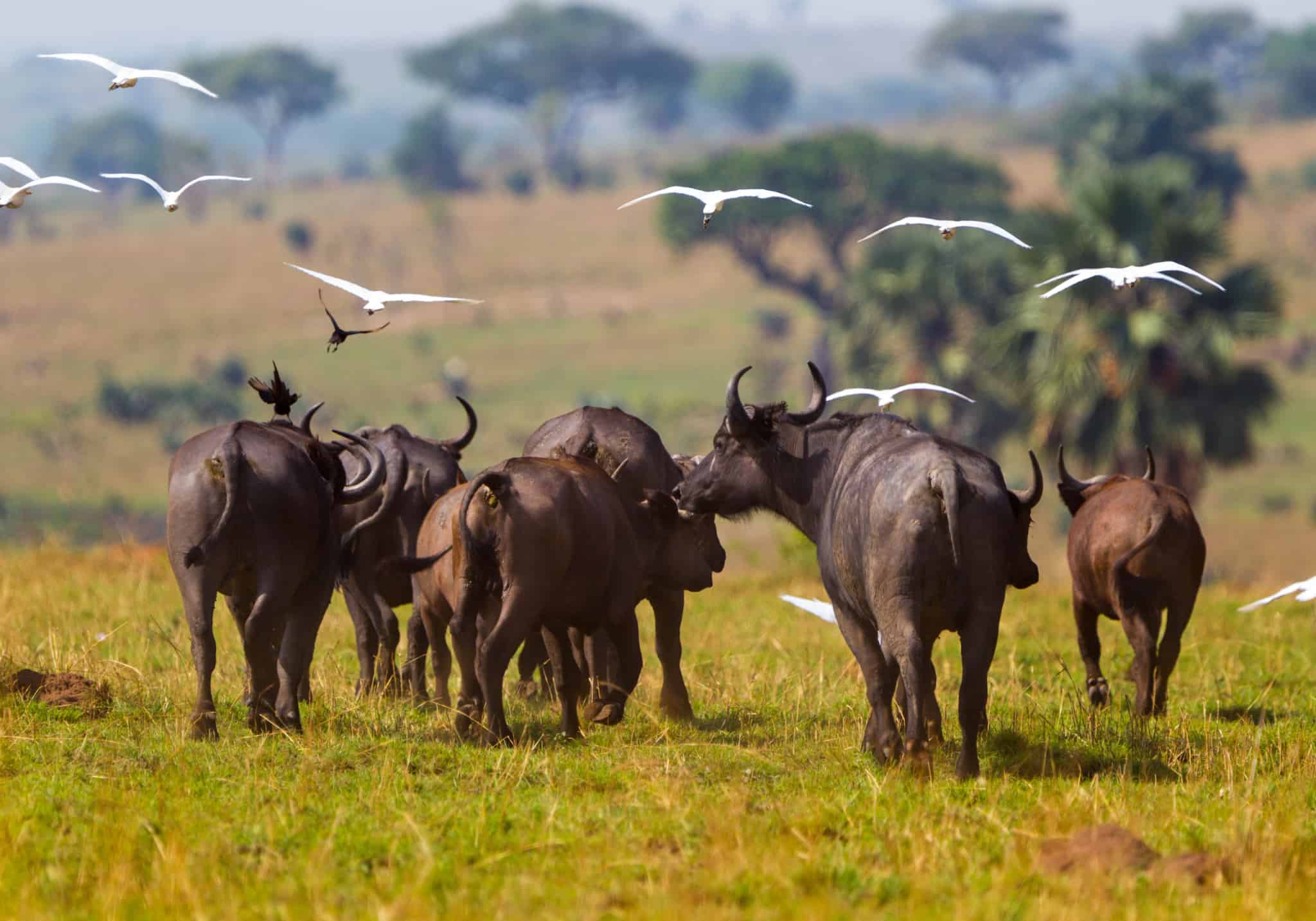 Toro Semliki Wildlife Reserve