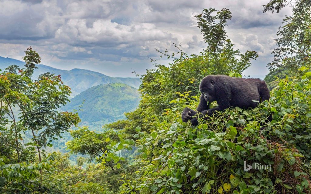 Bwindi 01