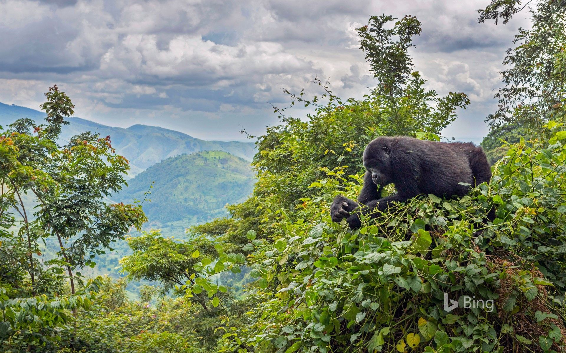 Mountain forest scenery in Uganda's gorilla region