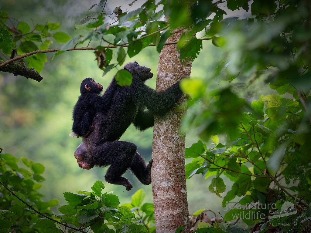 Kyambura Gorge chimpanzee tracking route in Uganda