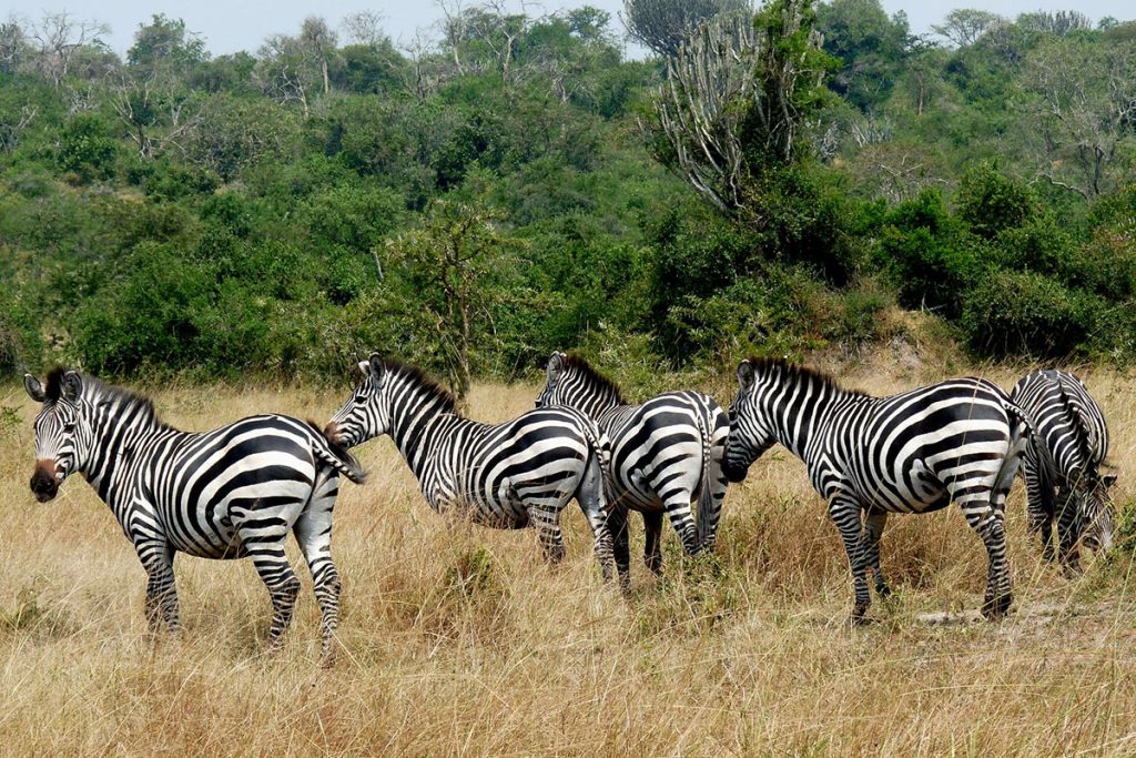Lake Mburo 01