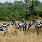 Lake Mburo 01