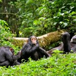 Uganda Birding and Photography Safari Guide: Shoebills, Forest Birds, Big Game, Landscapes, and Best Routes