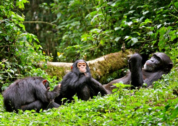 Uganda Birding and Photography Safari Guide: Shoebills, Forest Birds, Big Game, Landscapes, and Best Routes