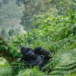 Uganda Primate Tours Guide: Gorilla Trekking, Chimpanzees, Golden Monkeys, Permits, and Forest Routes