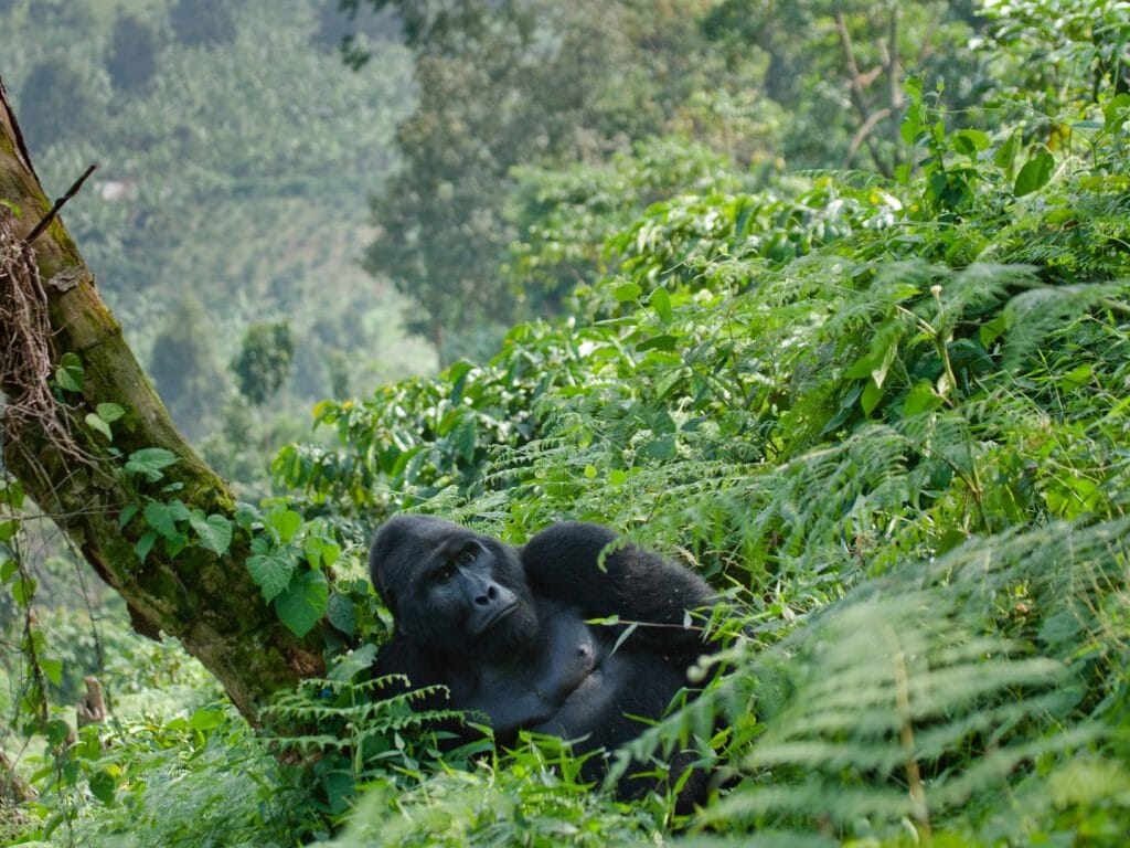Uganda Primate Tours Guide: Gorilla Trekking, Chimpanzees, Golden Monkeys, Permits, and Forest Routes