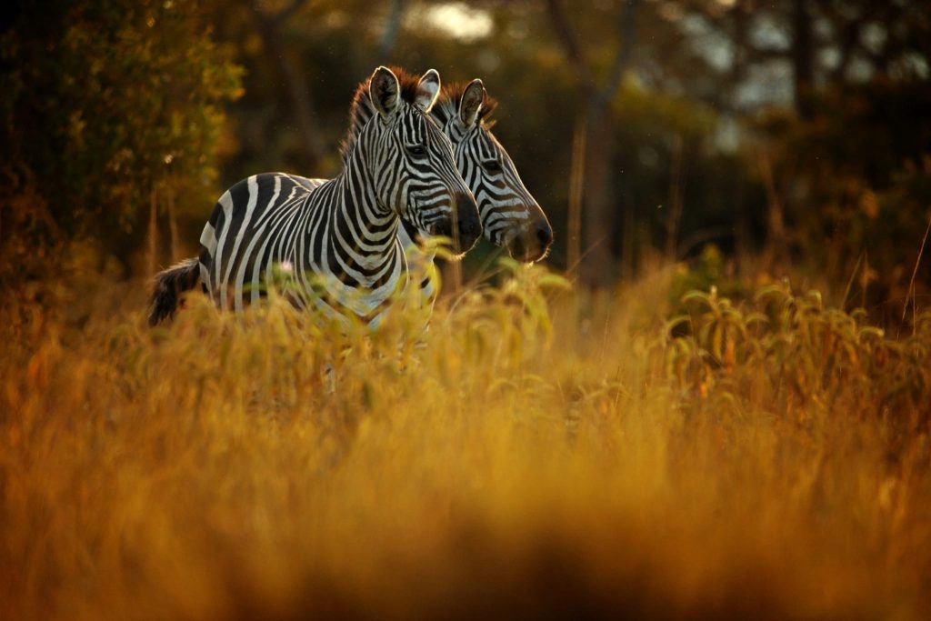 Uganda Safari Safety, Health, and Travel Preparation Guide