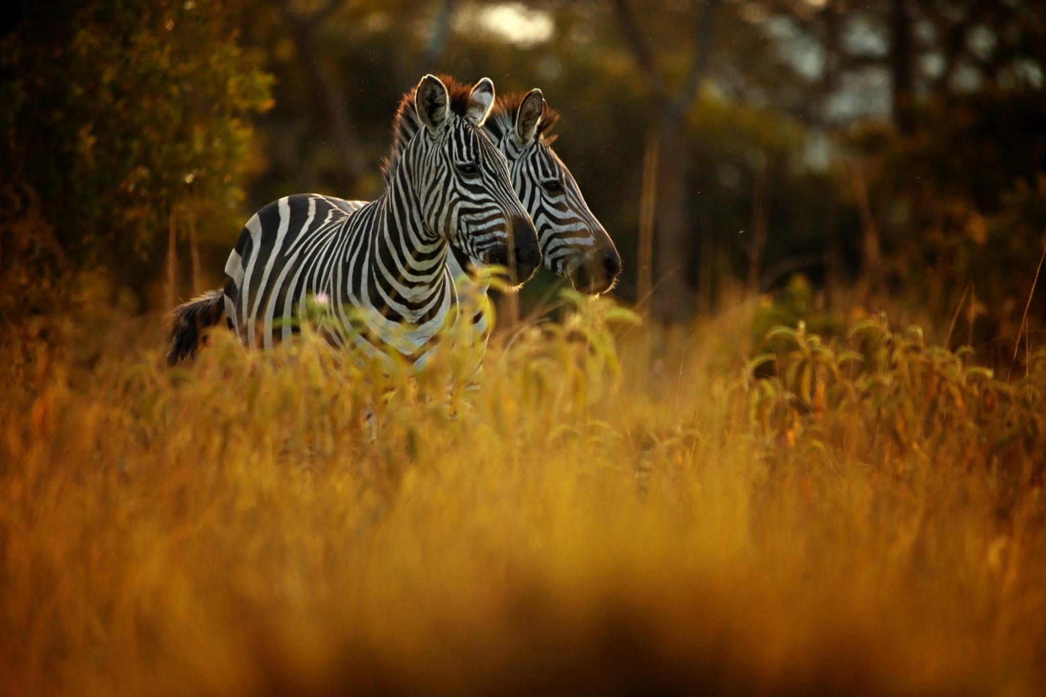 Uganda Safari Safety, Health, and Travel Preparation Guide