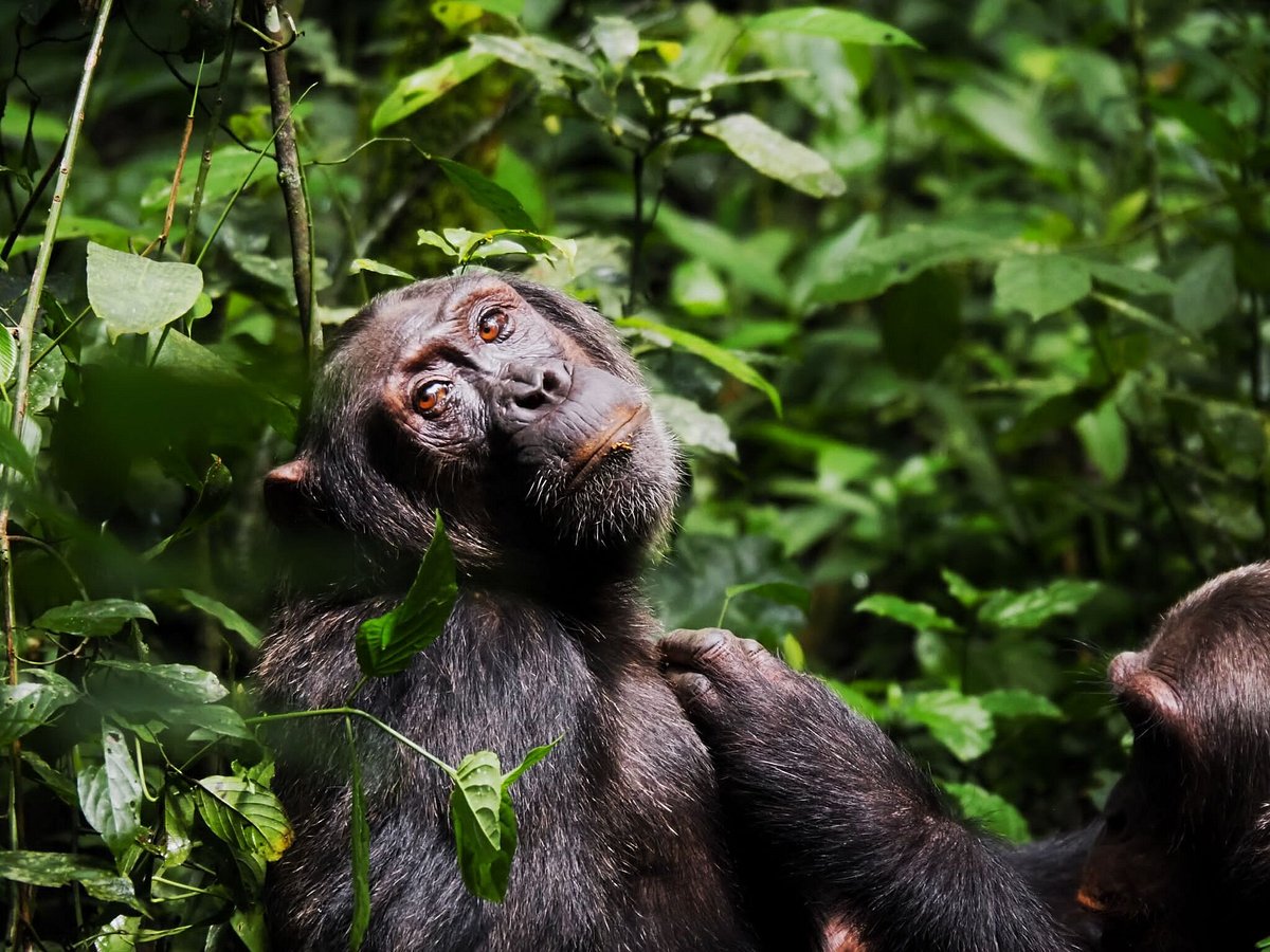 chimpanzee-trekking-in