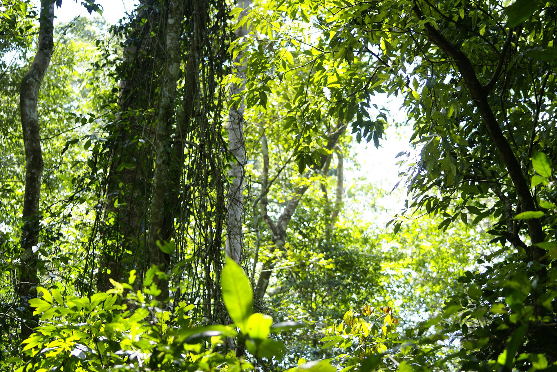 Forest Walks