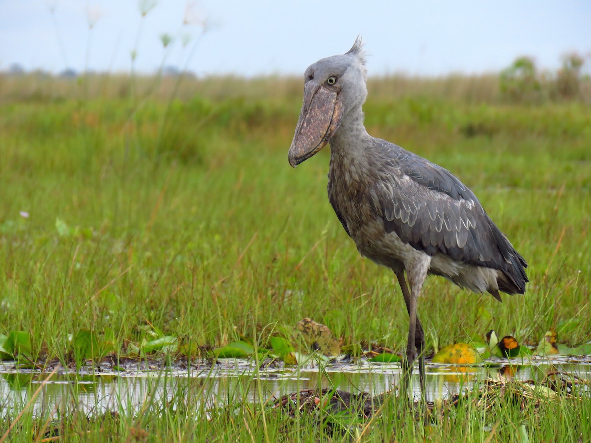 Uganda shoebill tracking route