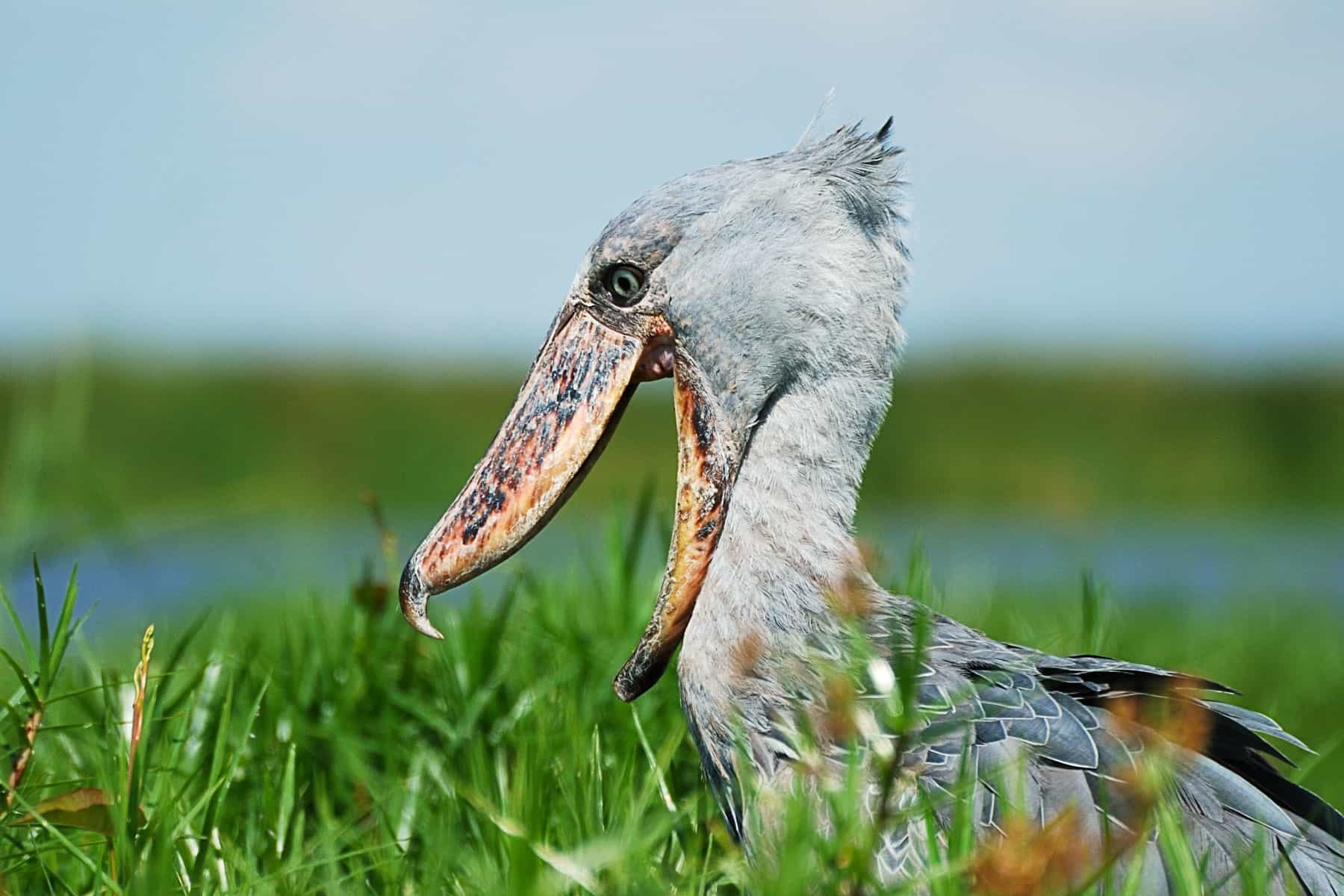 Close view of a shoebill bird in wetland grass