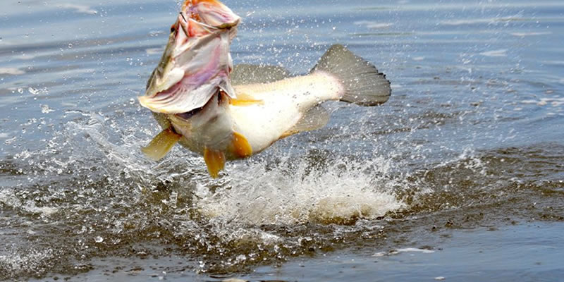 Uganda boat safari and fishing waterway