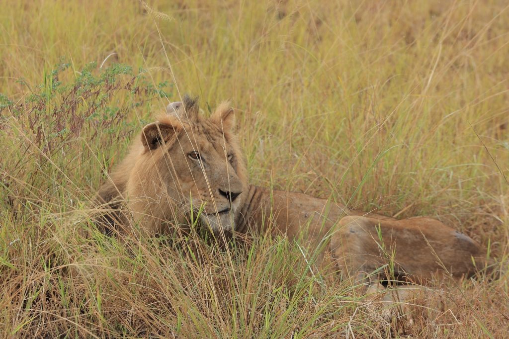 Lion in Kidepo Valley